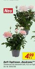Aktuelles Duft-Topfrosen RosAroma Angebot bei toom Baumarkt in Mülheim (Ruhr) ab 4,99 €