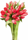 Großbund Tulpen Angebote bei Netto Marken-Discount Bocholt für 5,55 €