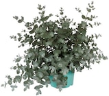 Penny Malsch - Eukalyptus Angebot im Prospekt Eukalyptus bei Penny im Malsch Prospekt für 2,99 €