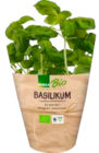 Basilikum im EDEKA Prospekt Basilikum von EDEKA Bio im aktuellen EDEKA Prospekt für 1,49 €