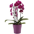 Orchidée cascade en promo chez Carrefour Orchidée cascade dans le catalogue Carrefour