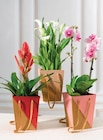 Plante fleurie - U Express à Avignon Plante fleurie en promo chez U Express Avignon à 8,99 €