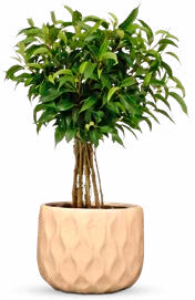 Urban Jungle bei ALDI Nord in Eberswalde Urban Jungle im Angebot bei ALDI Nord Eberswalde für 5,99 €