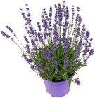Lavendel im Angebot bei REWE in Euskirchen Lavendel Angebote von REWE Regional bei REWE Euskirchen für 1,99 €