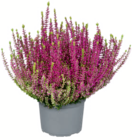 Knospenheide GardenGirls im Angebot bei toom Baumarkt in Dessau-Roßlau Knospenheide GardenGirls Angebote von Garden Girls bei toom Baumarkt Dessau-Roßlau für 2,29 €