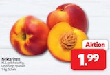 Markant Nordwest Löhne - Nektarinen Angebot im Prospekt Nektarinen bei Markant Nordwest im Löhne Prospekt für 1,99 €