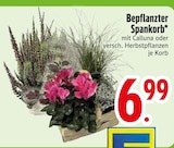Bepflanzter Spankorb  im aktuellen EDEKA Prospekt für 6,99 €