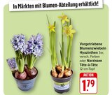 Vorgetriebene Blumenzwiebeln Hyazinthen bei EDEKA im Birkweiler Prospekt für 1,79 €