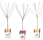 ARBRE FRUITIER 1/4 TIGE POT 5 LITRES en promo chez Netto ARBRE FRUITIER 1/4 TIGE POT 5 LITRES dans le catalogue Netto