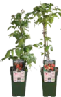 Himbeerpflanzen im Marktkauf Prospekt Himbeerpflanzen von BIO im aktuellen Marktkauf Prospekt für 6,99 €