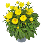 Hagebaumarkt Neu Gülze - Garten-Strohblume Angebot im Prospekt Garten-Strohblume bei Hagebaumarkt im Neu Gülze Prospekt für 2,99 €