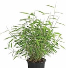 Aktuelles Schirmbambus 'Jumbo' Angebot bei Dehner Garten-Center in Münster ab 12,99 €