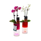 Orchidée LED - Carrefour à Bourges Orchidée LED en promo chez Carrefour Bourges à 14,99 €