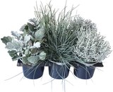 Strukturpflanzen-Mix »Silver Surfer« Angebote bei REWE Dortmund für 5,99 €
