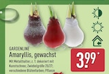 Amaryllis, gewachst von Gardenline für 3,99 € bei ALDI Nord im Angebot Amaryllis, gewachst von Gardenline im aktuellen ALDI Nord Prospekt