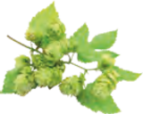 Aktuelles Urtyp Bier Angebot bei EDEKA in Pinneberg ab 11,99 €