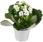 Aktuelles Flammendes Käthchen Angebot bei Penny in Mannheim ab 1,49 €