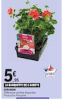 Géranium - Fleurs de France en promo chez E.Leclerc Nantes à 5,95 €