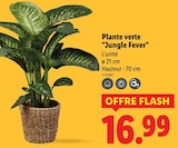 Plante verte Jungle Fever - Lidl à Quimper Plante verte Jungle Fever en promo chez Lidl Quimper à 16,99 €