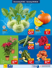 Pflanzen im Netto Marken-Discount Prospekt "Aktuelle Angebote" mit 72 Seiten (Saarbrücken)