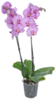 Orchidee Angebote bei Kaufland Koblenz für 9,99 €