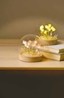 LED-Tulpenlampe im Glas für 6,99 € bei Netto mit dem Scottie im Angebot LED-Tulpenlampe im Glas im aktuellen Netto mit dem Scottie Prospekt