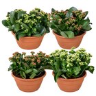 Kalanchoe - Carrefour Kalanchoe à 6,99 € dans le catalogue Carrefour