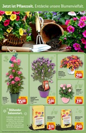 Aktueller REWE Prospekt mit Blumen, "Dein Markt", Seite 10