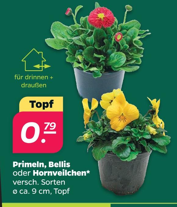 Primeln, Bellis oder Hornveilchen