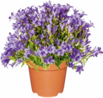 Aktuelle Pflanzen Angebote bei Netto Marken-Discount in Siegen (Universitätsstadt) Aktuelles Glockenblume Angebot bei Netto Marken-Discount in Siegen (Universitätsstadt) ab 2,99 €