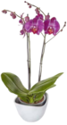 EDEKA - Phalaenopsis Schmetterlingsorchidee Angebot im Prospekt Phalaenopsis Schmetterlingsorchidee bei EDEKA im Prospekt "" für 5,99 €