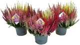 Calluna Beauty Ladies »High Five« bei REWE im Hohenaspe Prospekt für 7,77 €