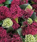 ZG Raiffeisen Schopfheim - Skimmia Duo Angebot im Prospekt Skimmia Duo bei ZG Raiffeisen im Schopfheim Prospekt für 14,99 €