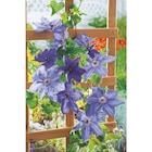 Promo Plantes grimpantes à 13,99 € dans le catalogue Carrefour à Évreux