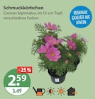Schmuckkörbchen im V-Markt Prospekt Schmuckkörbchen von im aktuellen V-Markt Prospekt für 2,59 €