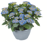 toom Baumarkt Michelstadt - Ballhortensie XL Angebot im Prospekt Ballhortensie XL bei toom Baumarkt im Michelstadt Prospekt für 29,99 €