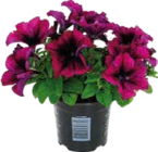 Beet- und Balkonpflanzen im aktuellen Globus-Baumarkt Prospekt