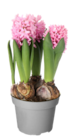 Hyacinten bei Blumen Ostmann im Oldenburg Prospekt für 2,49 €