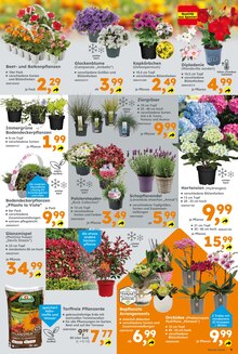 Blumen im Globus-Baumarkt Prospekt "Immer eine Idee besser" mit 16 Seiten (Dortmund)