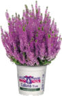 Knospenheide (Calluna vulgaris „Heidemarie die einfache“) von Heidemarie für 1,99 € bei Globus-Baumarkt im Angebot Knospenheide (Calluna vulgaris „Heidemarie die einfache“) von Heidemarie im aktuellen Globus-Baumarkt Prospekt