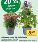 toom Baumarkt Barntrup - Rittersporn und Trio-Schafgarbe Angebot im Prospekt Rittersporn und Trio-Schafgarbe bei toom Baumarkt im Barntrup Prospekt für 8,99 €