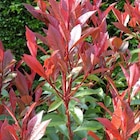 Photinia (PHOTINIA FRASERI RED ROBIN) Le pot de 10 litres - BOTANIC® - Botanic à Dijon Photinia (PHOTINIA FRASERI RED ROBIN) Le pot de 10 litres - BOTANIC® en promo chez Botanic Dijon à 39,99 €