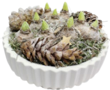 Arrangement Hyazinthen-Schale bei Blumen Ostmann im Wildeshausen Prospekt für 24,99 €