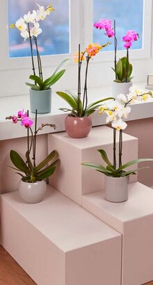 Schmetterlings-Orchidee bei ALDI Nord in Münster Schmetterlings-Orchidee im Angebot bei ALDI Nord Münster für 6,99 €