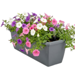 Petunien-Trio bei Thomas Philipps im Prospekt "" für 1,99 €