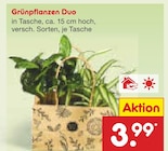 Aktuelles Grünpflanzen Duo Angebot bei Netto Marken-Discount in Essen ab 3,99 €