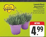 Lavendel Busch im Angebot bei E center in Fürth Lavendel Busch Angebote von Von Herzen Regional bei E center Fürth für 4,99 €