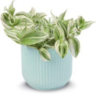 Aktuelle Blumen Angebote bei Netto Marken-Discount in Hamburg Aktuelles Dreimasterblumen Angebot bei Netto Marken-Discount in Hamburg ab 5,99 €