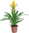 Guzmania ou Vriesea - Gardenline à 4,49 € dans le catalogue Aldi