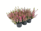 Knospenheide bei toom Baumarkt im Lauscha Prospekt für 6,99 €